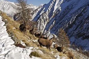 Italy Collection: European Ibex - On mountainside in snow