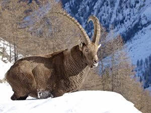 Images Dated 27th November 2008: European Ibex - in winter snow