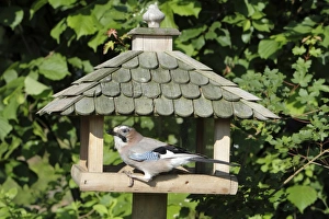 Bird Table Collection: European Jay - at bird feeding station - Lower Saxony - Germany