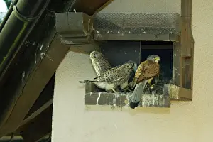 Nest Boxes Prints: European Kestrel - three fledglings with male at nest box on house wall, Hessen, Germany