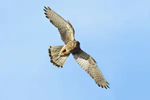 European Kestrel - male in flight, Hessen, Germany