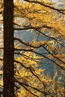 Images Dated 22nd October 2006: European Larch - autumn colours
