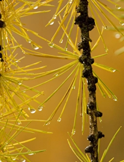 Images Dated 23rd October 2006: European larch: autumn foliage on a rainy day