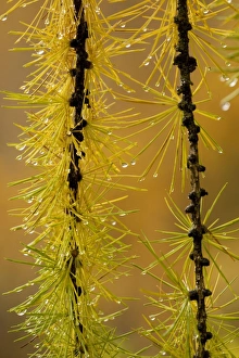 Images Dated 23rd October 2006: European larch: autumn foliage on a rainy day