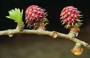 Larches Prints: European Larch Tree - flowers