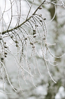 Images Dated 10th December 2008: European Larch Tree - with frost