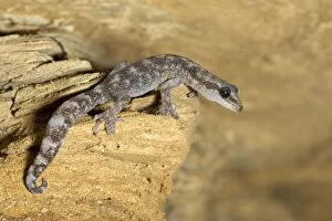 Images Dated 21st June 2008: European Leaf-toed Gecko - adult - Tuscany - Italy
