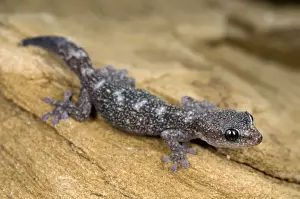 Juveniles Prints: European Leaf-toed Gecko - young - Tuscany - Italy