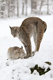 Images Dated 25th November 2008: European Lynx - 2 animals in snow one stretching, Lower Saxony, Germany