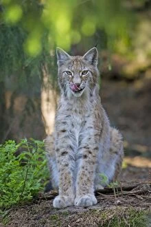 Latest images december 2016/european lynx adult