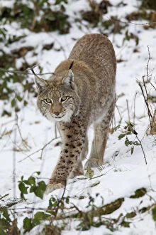 European Lynx adult in snow