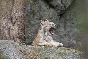 European Lynx adult yawning