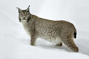 European Lynx - alert in deep snow, winter