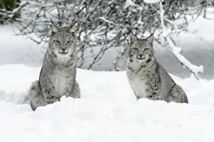 Lynx Prints: European Lynx - two animals sitting in snow - Hessen - Germany