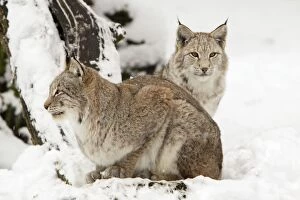 Images Dated 25th November 2008: European Lynx - two animals in snow, Lower Saxony, Germany