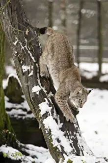 Lynx Prints: European Lynx - climbing down tree stem, in winter, Lower Saxony, Germany