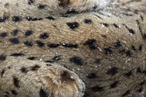 European Lynx - close up detail of fur, in winter