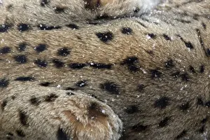 Coats Prints: European Lynx - close up detail of fur, in winter Bavaria, Germany