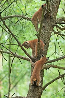 European Lynx - cubs climbing in a tree