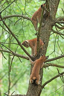 Images Dated 7th August 2007: Luchs
