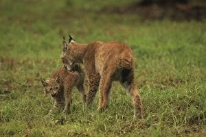 Images Dated 13th September 2013: European Lynx - female cleaning young - controlled
