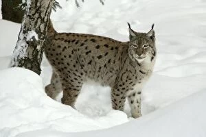 European Lynx - female marking tree with scent during breeding season, winter