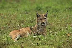 Images Dated 13th September 2013: European Lynx - female with young - controlled conditions