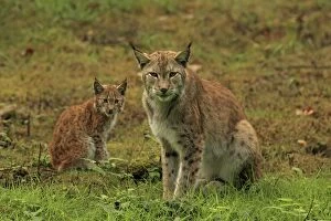 Images Dated 13th September 2013: European Lynx - female with young - controlled conditions