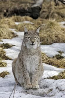 Images Dated 7th May 2007: European Lynx - Finland. Captivity