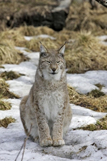 Images Dated 7th May 2007: European Lynx - Finland. Captivity