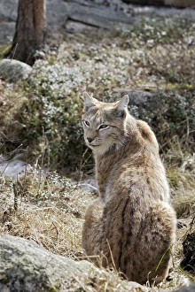 Images Dated 7th May 2007: European Lynx - Finland. Captivity