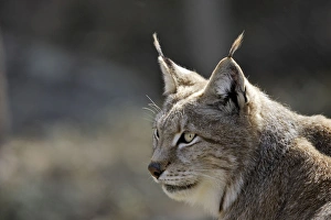 Images Dated 7th May 2007: European Lynx - Finland. Captivity
