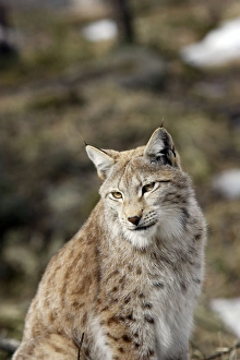 Images Dated 7th May 2007: European Lynx - Finland. Captivity