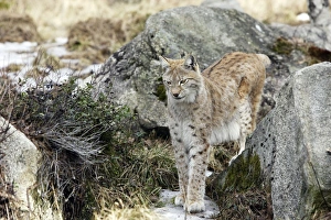 Images Dated 7th May 2007: European Lynx - Finland. Captivity