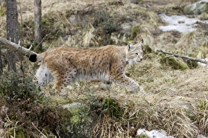 Images Dated 7th May 2007: European Lynx - Finland. Captivity