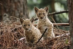 European Lynx - kitten