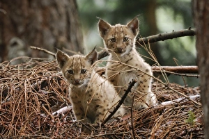 Images Dated 7th August 2007: Luchs