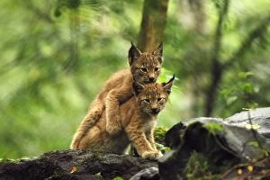 European Lynx - kitten playing