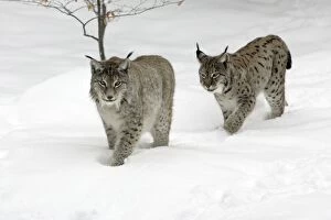 European Lynx - male and female walking through snow, winter