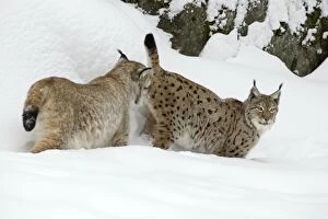 Images Dated 4th March 2006: European Lynx- male testing female for readiness to copulate during breeding season Bavaria, Germany