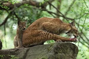 European Lynx - mother with kitten