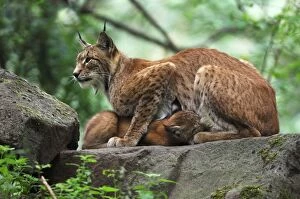 Images Dated 7th August 2007: Luchs