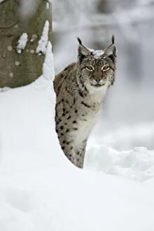 European Lynx - peering out from behind tree