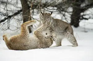 Lynx Prints: European Lynx - play-fighting