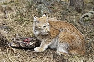 Images Dated 7th May 2007: European Lynx - with prey of capercaillie. Finland. Captivity