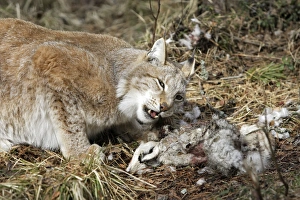 Images Dated 7th May 2007: European Lynx - with prey of hare. Finland. Captivity