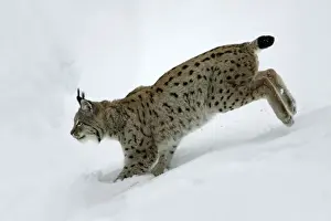 European Lynx - running through deep snow, winter Bavaria, Germany