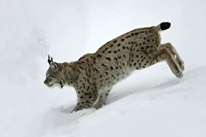 European Lynx - running through deep snow, winter