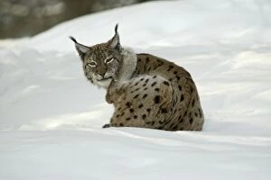 European Lynx - scratching its ear with hind leg in snow, winter
