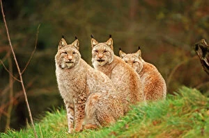 Images Dated 1st January 2007: European Lynx - Three sitting down together in grass. Autumn
